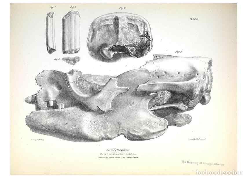 Collection Magazines and Newspapers: Reproducci&oacute;n/Reproduction 8386010401: The zoology of the voyage of H.M.S. Beagle .... London,Smith,