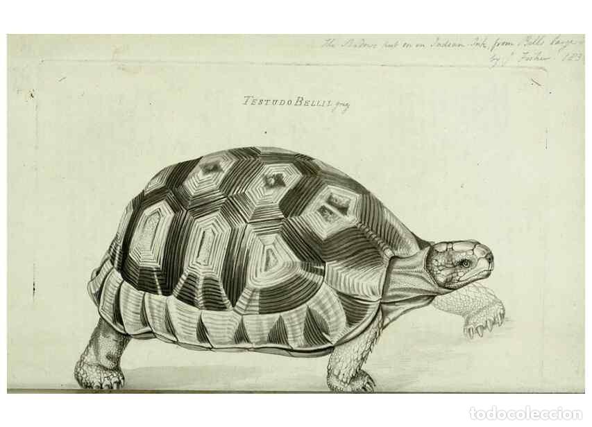 Colecionismo de Revistas e Jornais: Reproducci&oacute;n/Reproduction 8433081762: Synopsis reptilium :. London :G.B. Sowerby :1831. - Gray, John