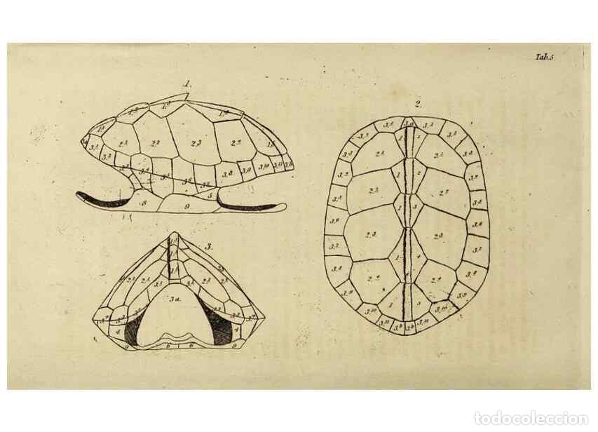 Collection Magazines and Newspapers: Reproducci&oacute;n/Reproduction 8433084962: Synopsis reptilium :. London :G.B. Sowerby :1831. - Gray, John