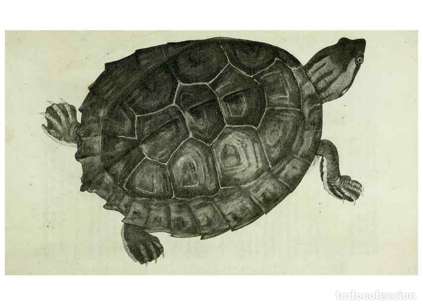 Collectionnisme de Revues et Journaux: Reproducci&oacute;n/Reproduction 8433083096: Synopsis reptilium :. London :G.B. Sowerby :1831. - Gray, John