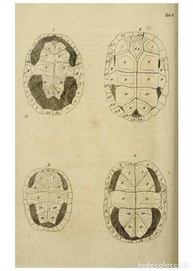 Sammeln von Zeitschriften und Zeitungen: Reproducci&oacute;n/Reproduction 8433086006: Synopsis reptilium :. London :G.B. Sowerby :1831. - Gray, John