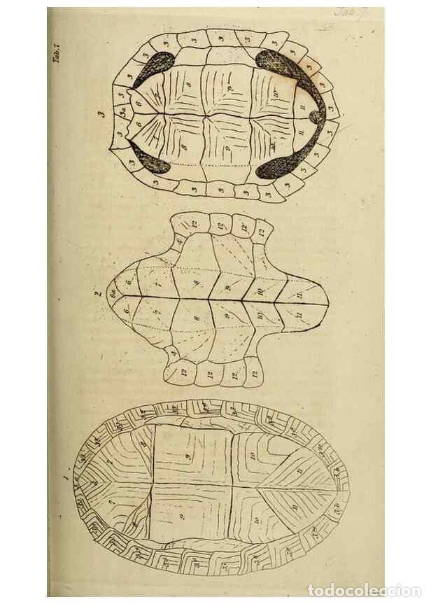 Sammeln von Zeitschriften und Zeitungen: Reproducci&oacute;n/Reproduction 8433085476: Synopsis reptilium :. London :G.B. Sowerby :1831. - Gray, John