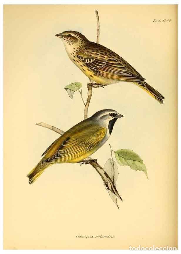 Coleccionismo de Revistas y Peri&oacute;dicos: Reproducci&oacute;n/Reproduction 8429525873: The zoology of the voyage of H.M.S. Beagle .... London,Smith,