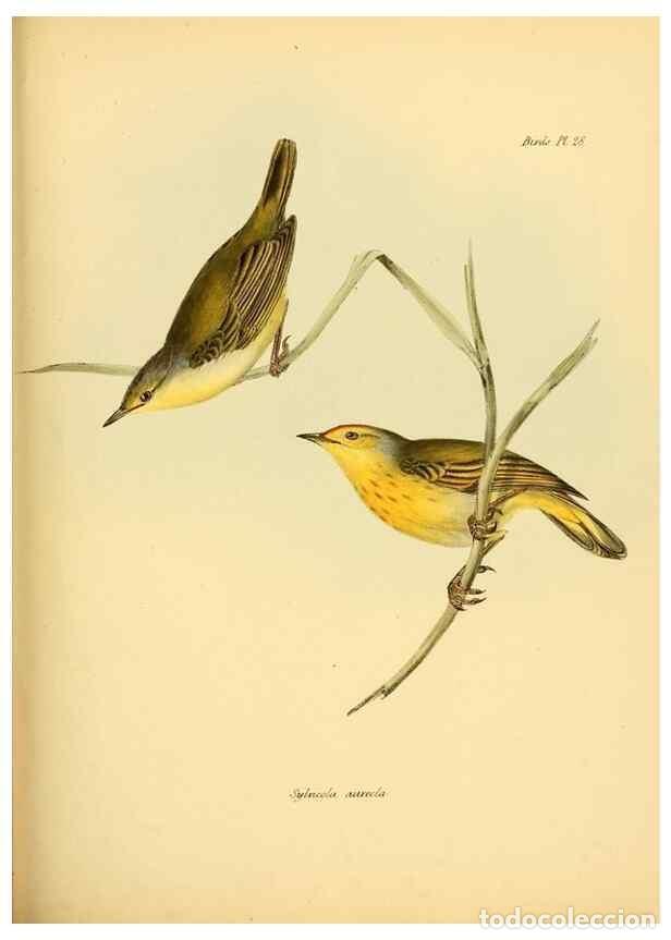 Colecionismo de Revistas e Jornais: Reproducci&oacute;n/Reproduction 8430610402: The zoology of the voyage of H.M.S. Beagle .... London,Smith,