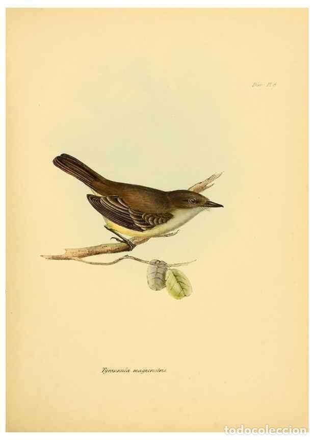 Sammeln von Zeitschriften und Zeitungen: Reproducci&oacute;n/Reproduction 8429499001: The zoology of the voyage of H.M.S. Beagle .... London,Smith,