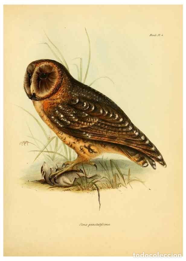 Colecionismo de Revistas e Jornais: Reproducci&oacute;n/Reproduction 8429497687: The zoology of the voyage of H.M.S. Beagle .... London,Smith,