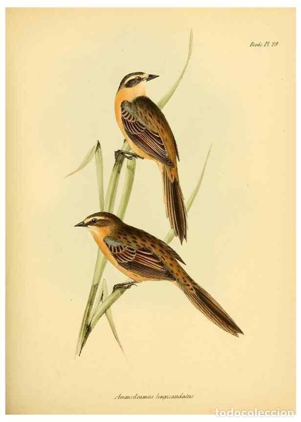 Sammeln von Zeitschriften und Zeitungen: Reproducci&oacute;n/Reproduction 8430610918: The zoology of the voyage of H.M.S. Beagle .... London,Smith,