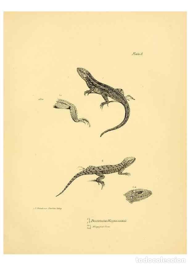 Collection Magazines and Newspapers: Reproducci&oacute;n/Reproduction 8432831322: The zoology of the voyage of H.M.S. Beagle .... London,Smith,