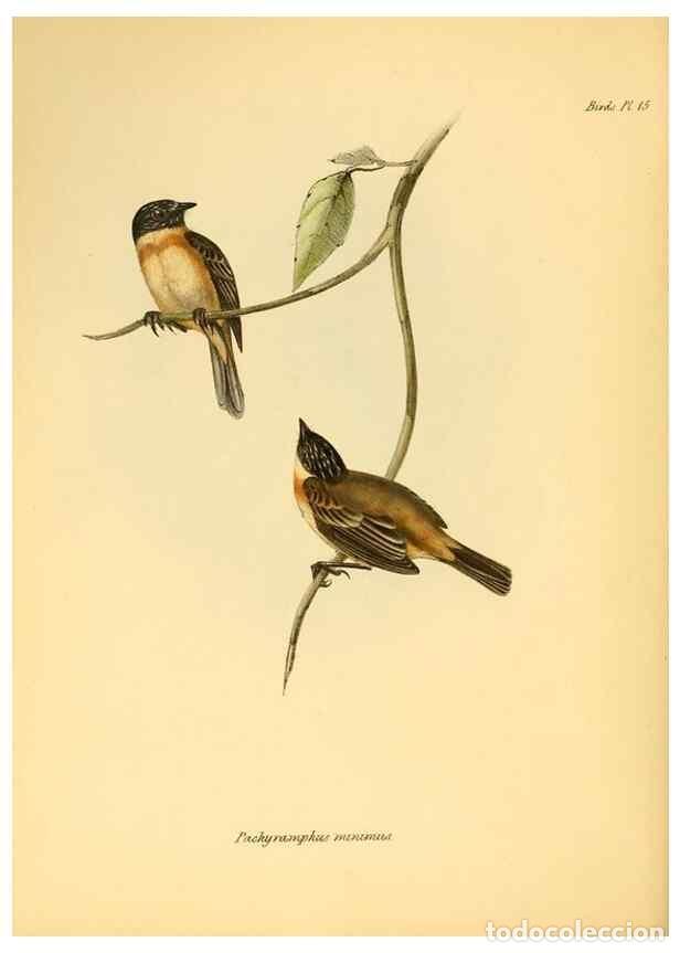 Coleccionismo de Revistas y Peri&oacute;dicos: Reproducci&oacute;n/Reproduction 8429499801: The zoology of the voyage of H.M.S. Beagle .... London,Smith,