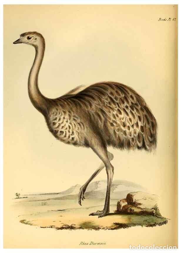 Sammeln von Zeitschriften und Zeitungen: Reproducci&oacute;n/Reproduction 8429532695: The zoology of the voyage of H.M.S. Beagle .... London,Smith,