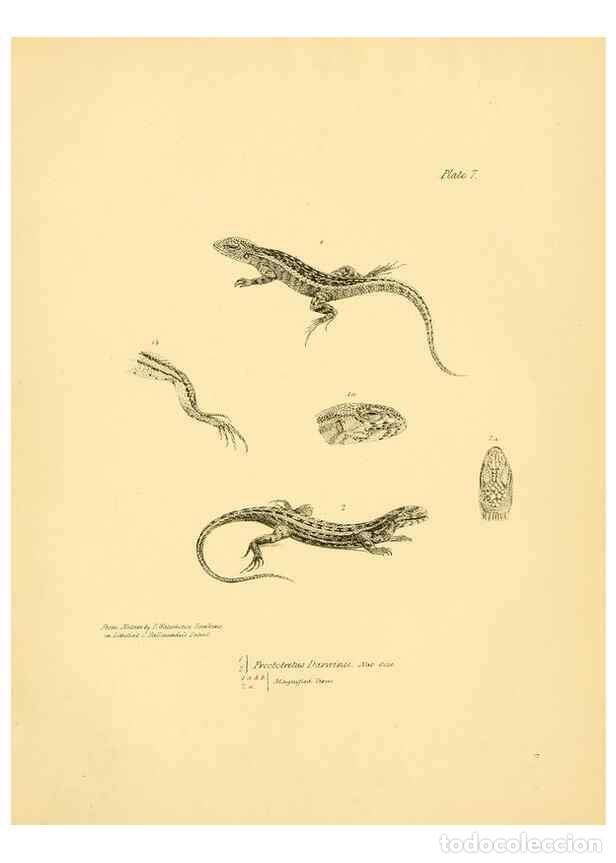 Sammeln von Zeitschriften und Zeitungen: Reproducci&oacute;n/Reproduction 8432831134: The zoology of the voyage of H.M.S. Beagle .... London,Smith,