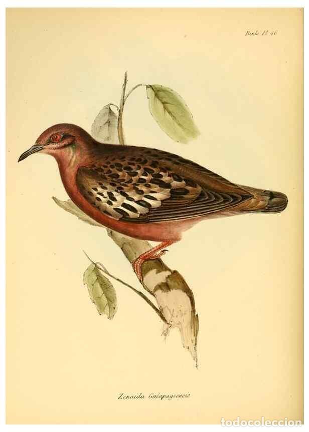 Collection Magazines and Newspapers: Reproducci&oacute;n/Reproduction 8429531979: The zoology of the voyage of H.M.S. Beagle .... London,Smith,