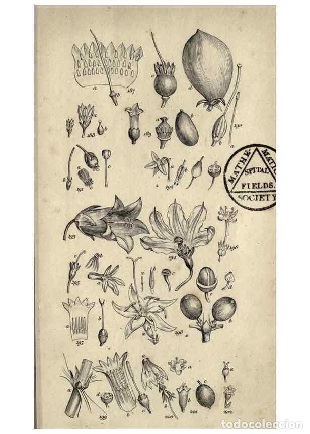 Collection Magazines and Newspapers: Reproducci&oacute;n/Reproduction 8448496362: A grammar of botany,. London,Longman,1821. - Smith, James Edwa