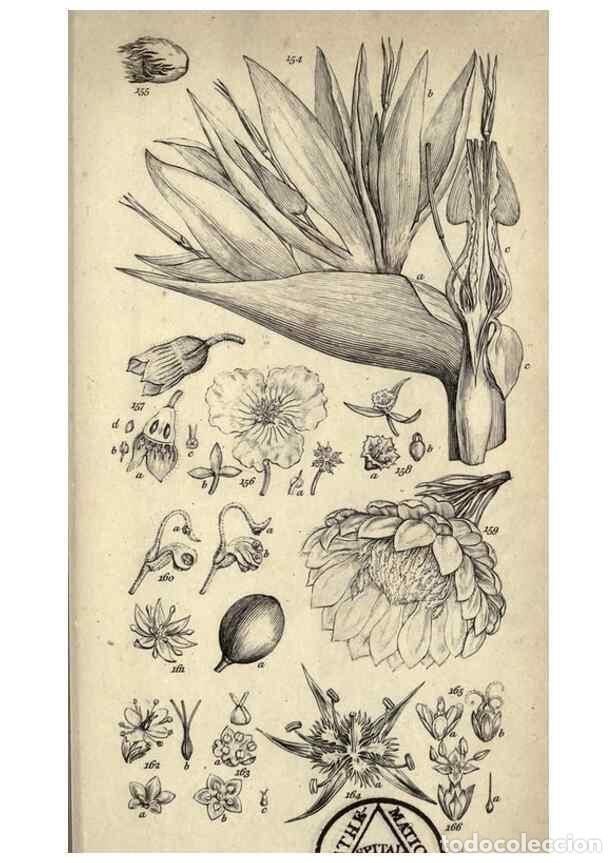 Colecionismo de Revistas e Jornais: Reproducci&oacute;n/Reproduction 8447405605: A grammar of botany,. London,Longman,1821. - Smith, James Edwa