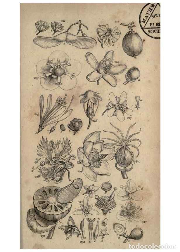 Sammeln von Zeitschriften und Zeitungen: Reproducci&oacute;n/Reproduction 8447408253: A grammar of botany,. London,Longman,1821. - Smith, James Edwa