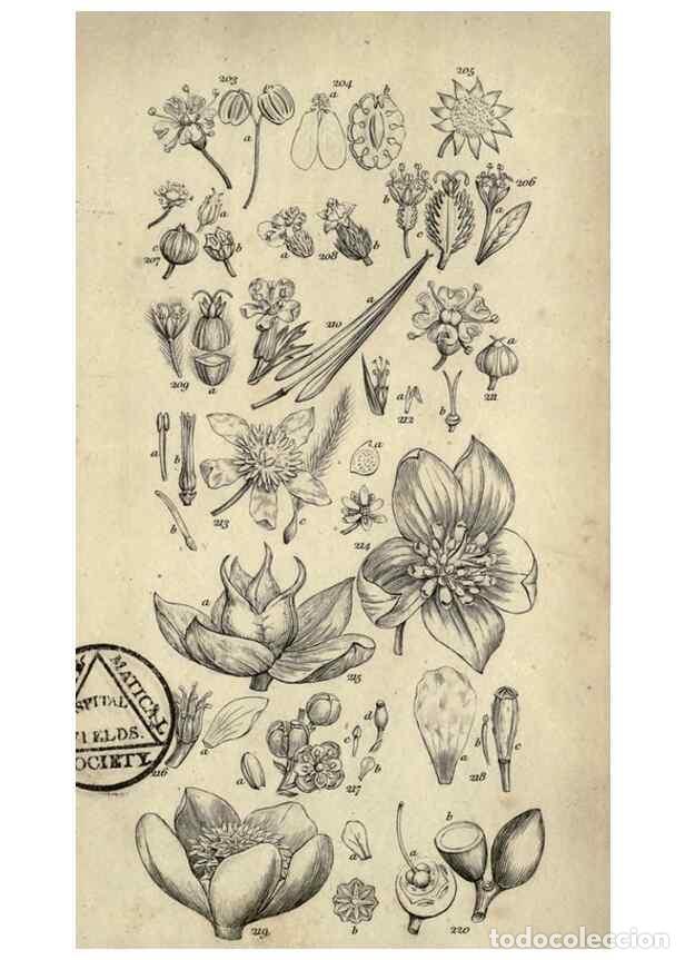 Collection Magazines and Newspapers: Reproducci&oacute;n/Reproduction 8448496834: A grammar of botany,. London,Longman,1821. - Smith, James Edwa