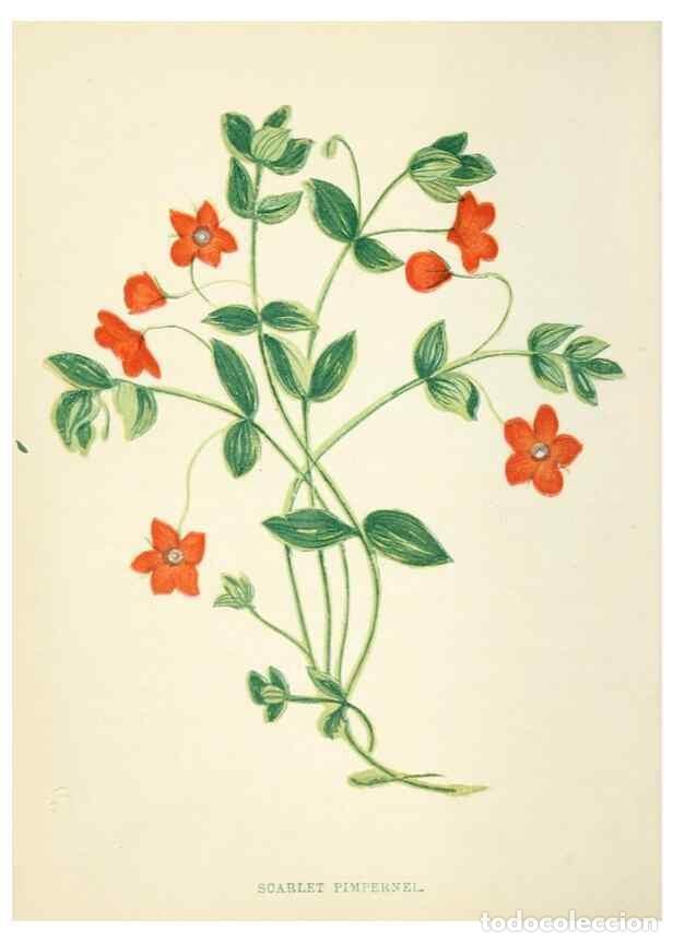 Sammeln von Zeitschriften und Zeitungen: Reproducci&oacute;n/Reproduction 8513777048: Wild flowers.. London :Pott, Young & Co.,[1857] - Pratt, Anne,