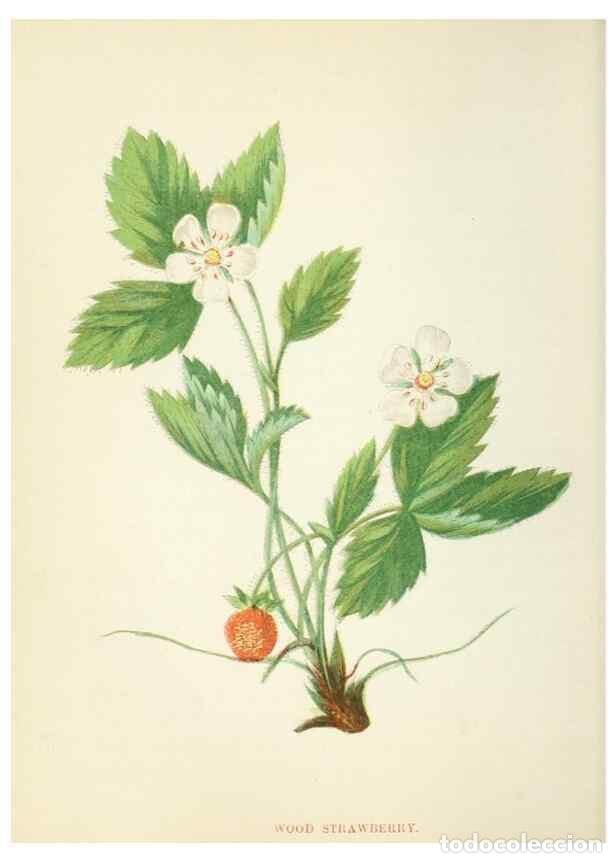 Sammeln von Zeitschriften und Zeitungen: Reproducci&oacute;n/Reproduction 8513781076: Wild flowers.. London :Pott, Young & Co.,[1857] - Pratt, Anne,