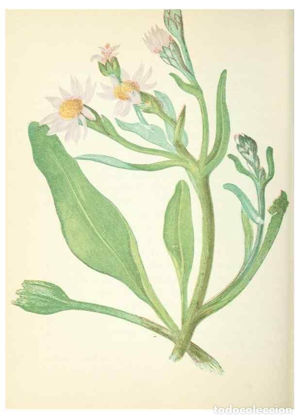 Colecionismo de Revistas e Jornais: Reproducci&oacute;n/Reproduction 8512694927: Wild flowers.. London :Pott, Young & Co.,[1857] - Pratt, Anne,