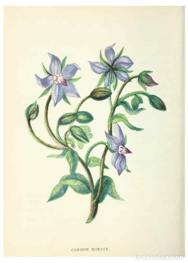 Colecionismo de Revistas e Jornais: Reproducci&oacute;n/Reproduction 8512685965: Wild flowers.. London :Pott, Young & Co.,[1857] - Pratt, Anne,