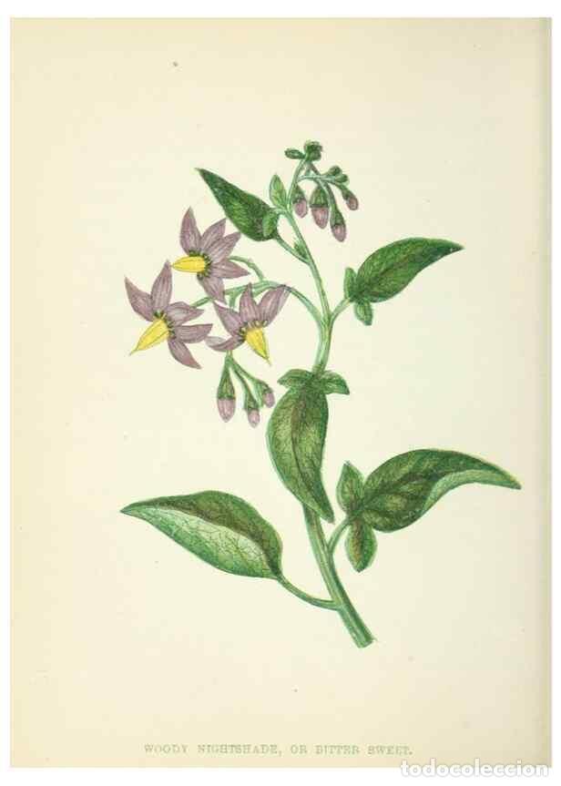 Collection Magazines and Newspapers: Reproducci&oacute;n/Reproduction 8512677685: Wild flowers.. London :Pott, Young & Co.,[1857] - Pratt, Anne,