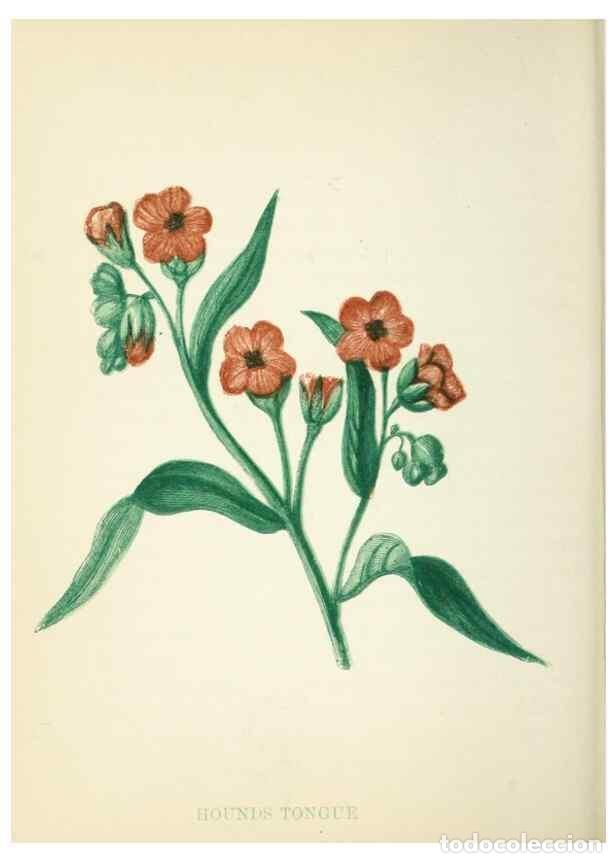 Collection Magazines and Newspapers: Reproducci&oacute;n/Reproduction 8513802086: Wild flowers.. London :Pott, Young & Co.,[1857] - Pratt, Anne,