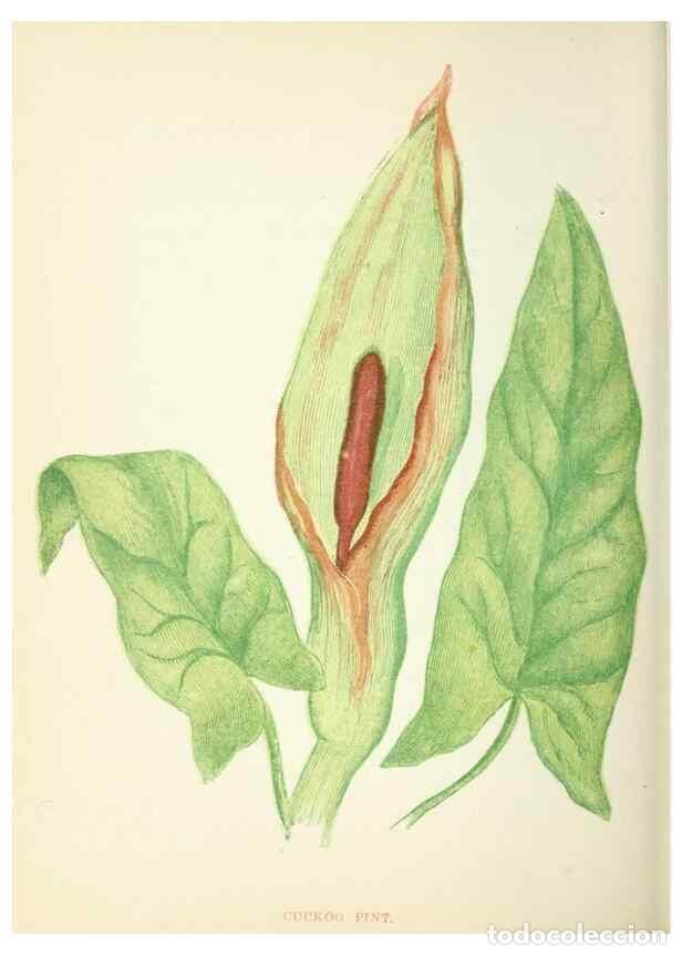 Sammeln von Zeitschriften und Zeitungen: Reproducci&oacute;n/Reproduction 8513806224: Wild flowers.. London :Pott, Young & Co.,[1857] - Pratt, Anne,
