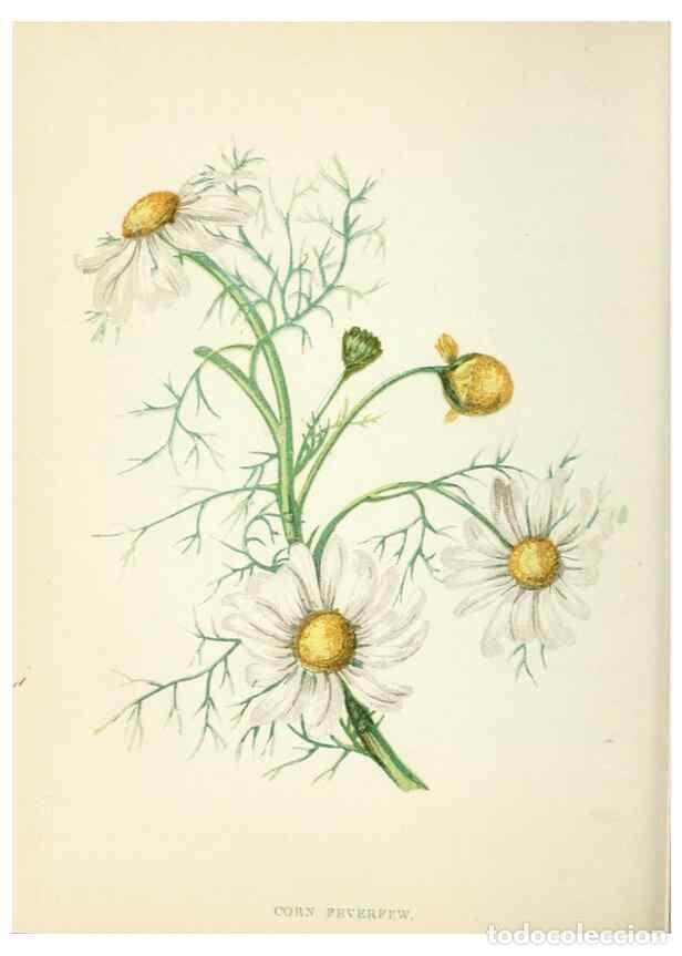 Collection Magazines and Newspapers: Reproducci&oacute;n/Reproduction 8512676415: Wild flowers.. London :Pott, Young & Co.,[1857] - Pratt, Anne,