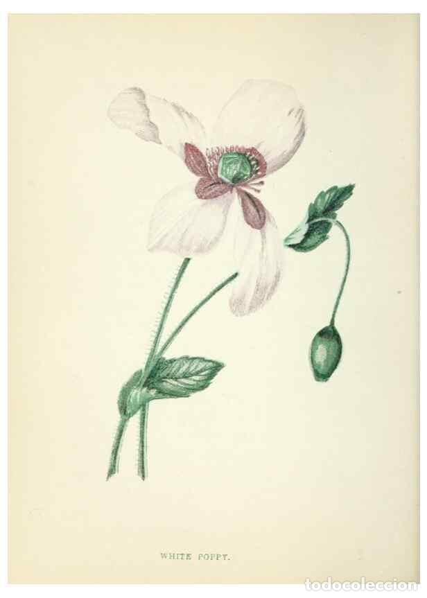 Colecionismo de Revistas e Jornais: Reproducci&oacute;n/Reproduction 8512674903: Wild flowers.. London :Pott, Young & Co.,[1857] - Pratt, Anne,