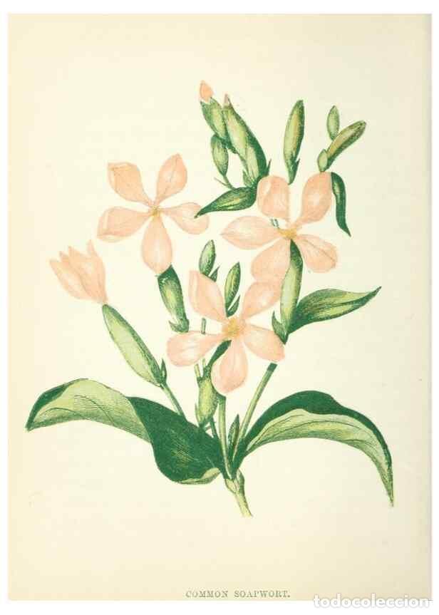 Colecionismo de Revistas e Jornais: Reproducci&oacute;n/Reproduction 8513811416: Wild flowers.. London :Pott, Young & Co.,[1857] - Pratt, Anne,