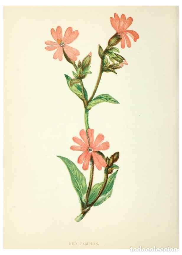 Collezionismo di Riviste e Giornali: Reproducci&oacute;n/Reproduction 8513813730: Wild flowers.. London :Pott, Young & Co.,[1857] - Pratt, Anne,