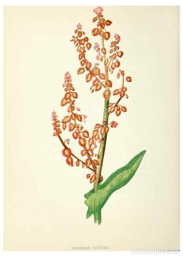 Colecionismo de Revistas e Jornais: Reproducci&oacute;n/Reproduction 8512704385: Wild flowers.. London :Pott, Young & Co.,[1857] - Pratt, Anne,