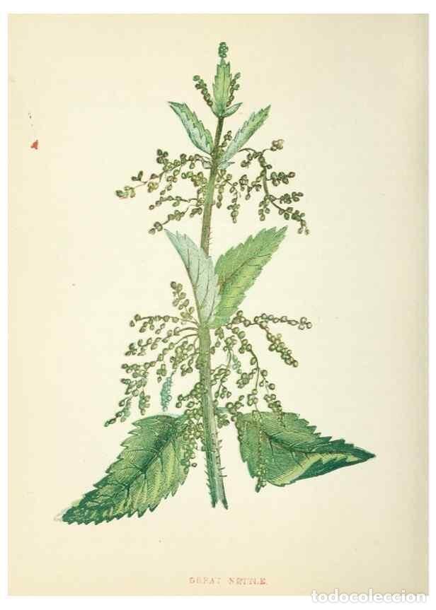 Collezionismo di Riviste e Giornali: Reproducci&oacute;n/Reproduction 8512706553: Wild flowers.. London :Pott, Young & Co.,[1857] - Pratt, Anne,