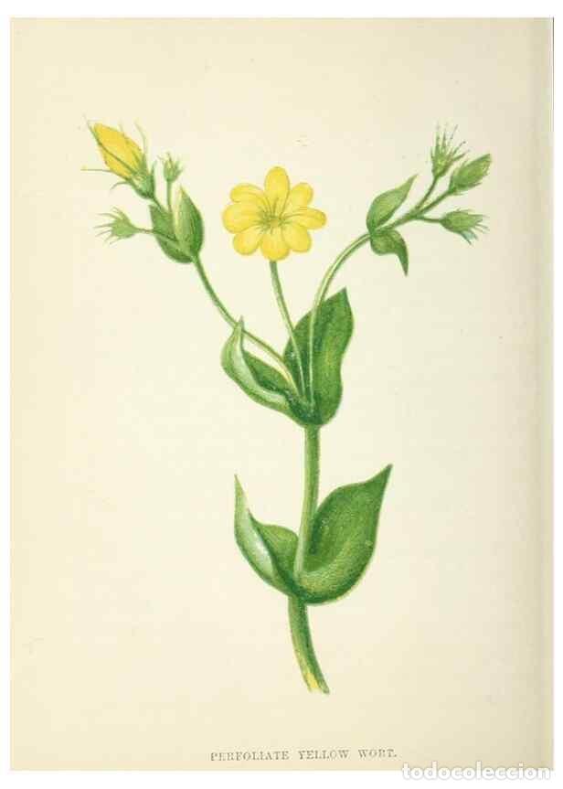 Collection Magazines and Newspapers: Reproducci&oacute;n/Reproduction 8512709711: Wild flowers.. London :Pott, Young & Co.,[1857] - Pratt, Anne,