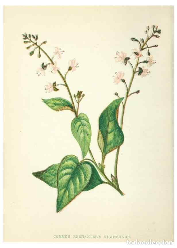 Collection Magazines and Newspapers: Reproducci&oacute;n/Reproduction 8513812360: Wild flowers.. London :Pott, Young & Co.,[1857] - Pratt, Anne,
