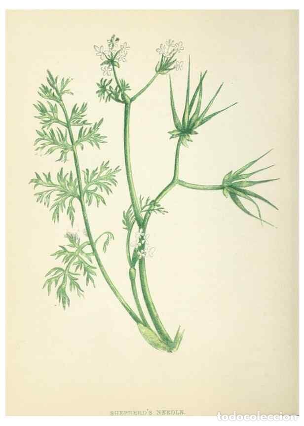 Collection Magazines and Newspapers: Reproducci&oacute;n/Reproduction 8513817628: Wild flowers.. London :Pott, Young & Co.,[1857] - Pratt, Anne,