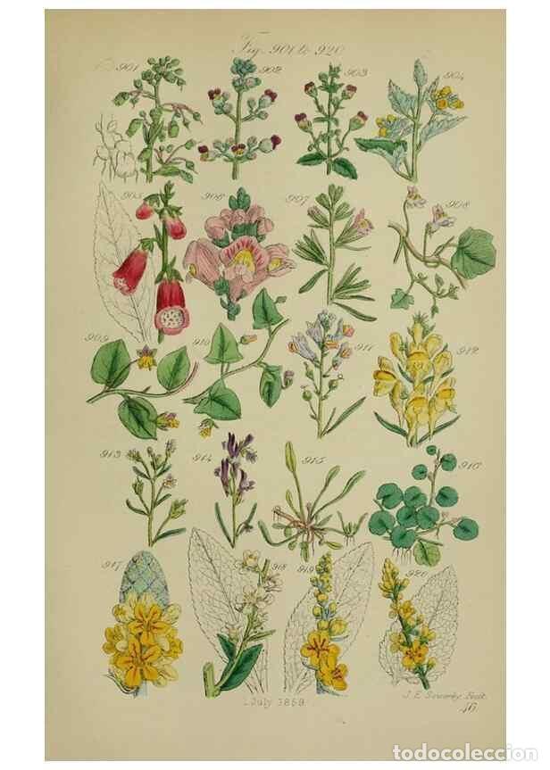 Sammeln von Zeitschriften und Zeitungen: Reproducci&oacute;n/Reproduction 7507516062: British wild flowers.. London,J. Van Voorst,1876. - Johnson, C