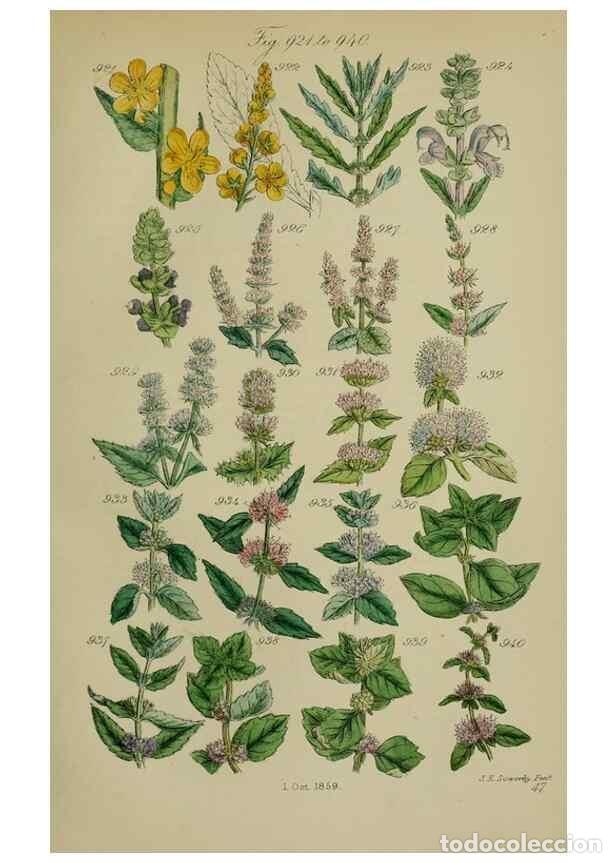 Sammeln von Zeitschriften und Zeitungen: Reproducci&oacute;n/Reproduction 7507517716: British wild flowers.. London,J. Van Voorst,1876. - Johnson, C