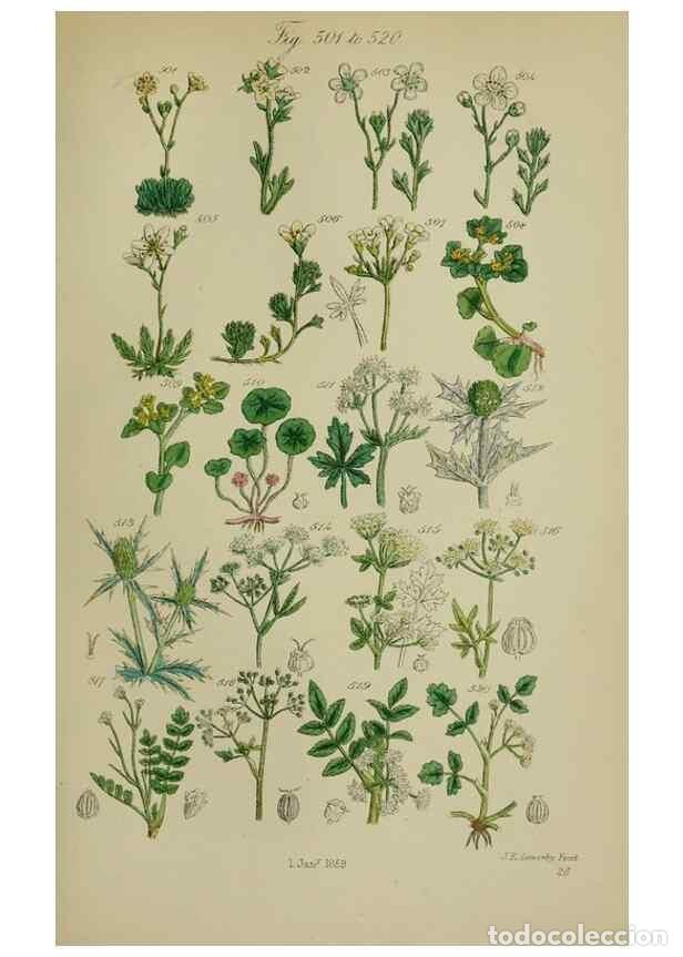 Colecionismo de Revistas e Jornais: Reproducci&oacute;n/Reproduction 7507489310: British wild flowers.. London,J. Van Voorst,1876. - Johnson, C