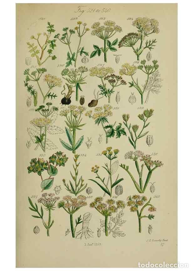 Collectionnisme de Revues et Journaux: Reproducci&oacute;n/Reproduction 7507490750: British wild flowers.. London,J. Van Voorst,1876. - Johnson, C