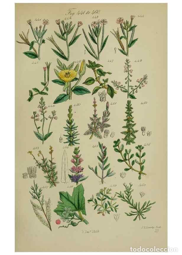 Collection Magazines and Newspapers: Reproducci&oacute;n/Reproduction 7507485600: British wild flowers.. London,J. Van Voorst,1876. - Johnson, C