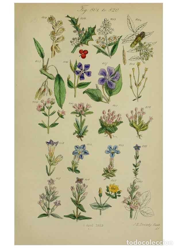 Sammeln von Zeitschriften und Zeitungen: Reproducci&oacute;n/Reproduction 7507508072: British wild flowers.. London,J. Van Voorst,1876. - Johnson, C
