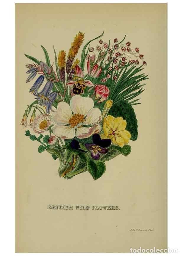 Colecionismo de Revistas e Jornais: Reproducci&oacute;n/Reproduction 7507569088: British wild flowers.. London,J. Van Voorst,1876. - Johnson, C