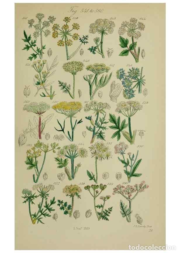 Collezionismo di Riviste e Giornali: Reproducci&oacute;n/Reproduction 7507492166: British wild flowers.. London,J. Van Voorst,1876. - Johnson, C