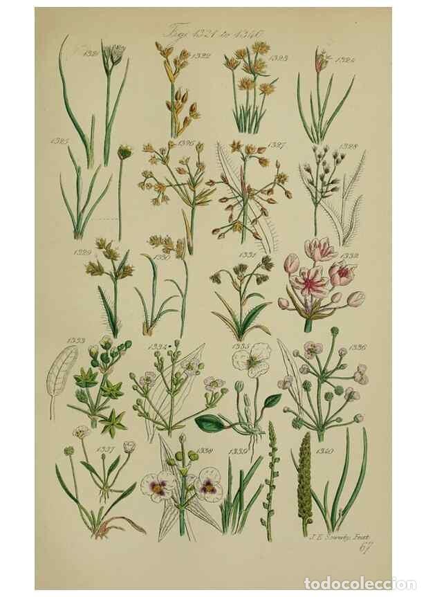 Colecionismo de Revistas e Jornais: Reproducci&oacute;n/Reproduction 7507549748: British wild flowers.. London,J. Van Voorst,1876. - Johnson, C