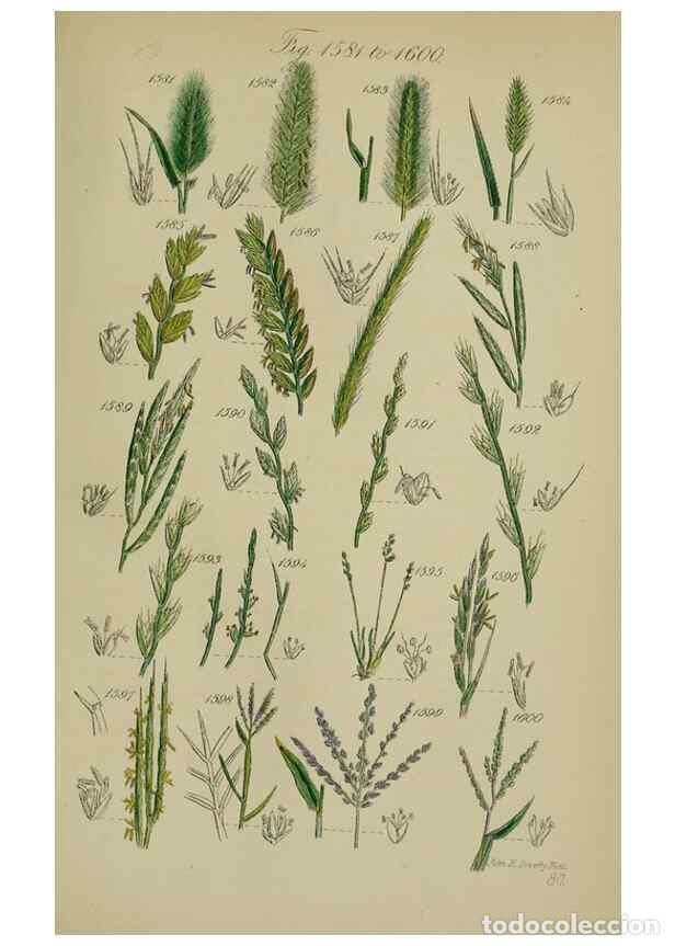 Colecionismo de Revistas e Jornais: Reproducci&oacute;n/Reproduction 7507567706: British wild flowers.. London,J. Van Voorst,1876. - Johnson, C