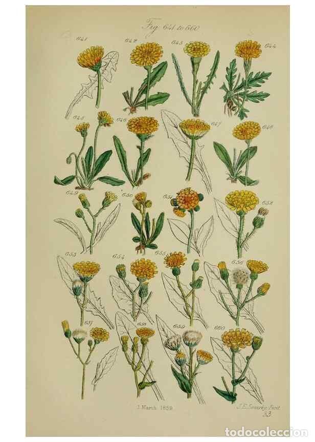 Sammeln von Zeitschriften und Zeitungen: Reproducci&oacute;n/Reproduction 7507499022: British wild flowers.. London,J. Van Voorst,1876. - Johnson, C