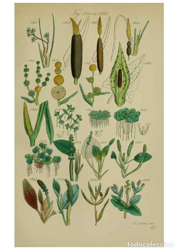 Collection Magazines and Newspapers: Reproducci&oacute;n/Reproduction 7507551442: British wild flowers.. London,J. Van Voorst,1876. - Johnson, C