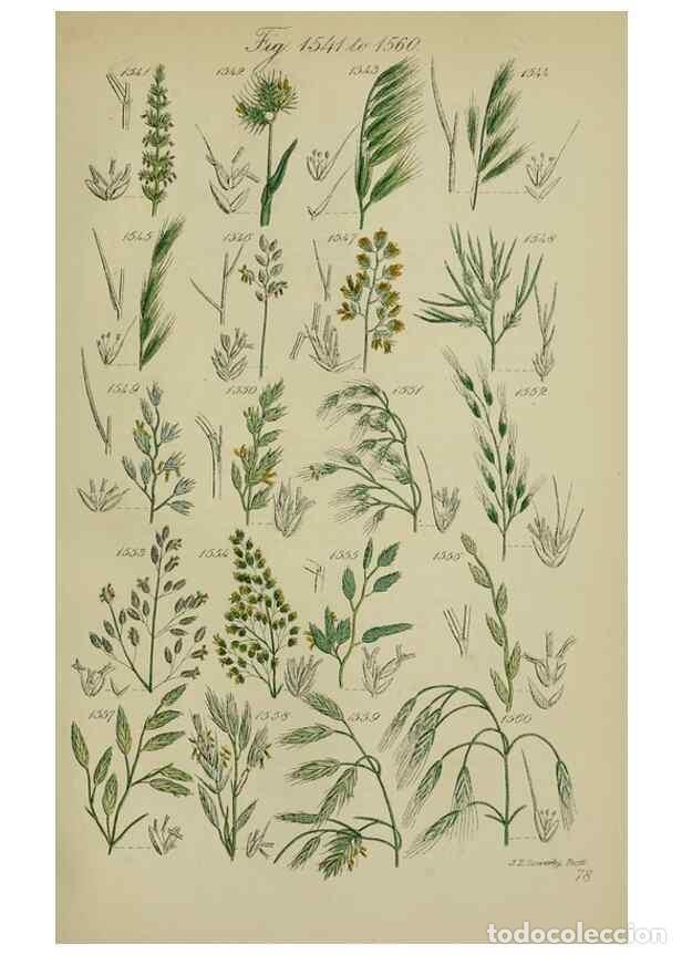 Collectionnisme de Revues et Journaux: Reproducci&oacute;n/Reproduction 7507564938: British wild flowers.. London,J. Van Voorst,1876. - Johnson, C