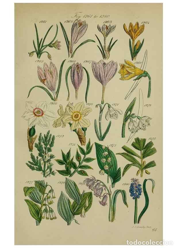 Coleccionismo de Revistas y Peri&oacute;dicos: Reproducci&oacute;n/Reproduction 7507544718: British wild flowers.. London,J. Van Voorst,1876. - Johnson, C